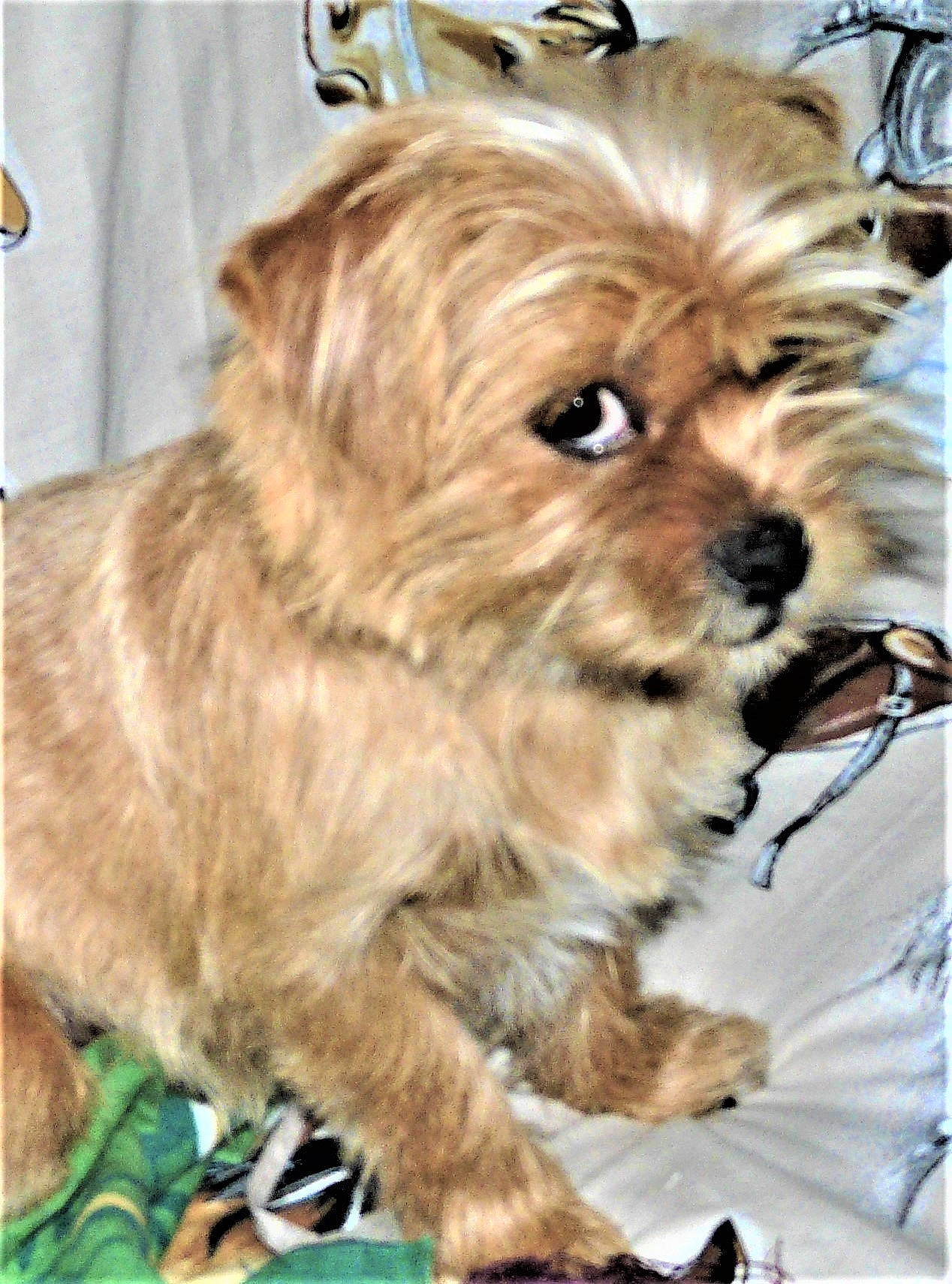 Cannelle Rocha participe au concours pour gagner de l'argent avec cette photo : canidae, carnivore, companion_dog, dog, dog_breed, dog_supply, fawn, firefighter, fur, liver, maltepoo, pet_supply, puppy, small_terrier, snout, sporting_group, terrestrial_animal, toy_dog, working_animal, yorkipoo