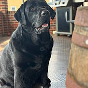 Willow joined the competition — help win amazing prizes! black_labrador, dog, pet, sitting, porch, brick_wall, grill, outdoor, canine, animal, fur, paw, tongue, mouth_open, domestic_animal, companion, pet_portrait, blurred_background, daylight, calm