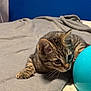 kitten, tabby, cat, gray_blanket, blue_ball, indoor, curious, playful, feline, young_cat, whiskers, ears, paws, bed, soft_texture, pet, animal, close_up, focused, cozy