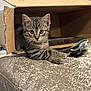 Aïko participe au concours pour gagner de l'argent avec cette photo : kitten, cat, tabby, cardboard_box, keys, indoor, pet, cute, animal, feline, curious, young_cat, whiskers, ears, paws, resting, closeup, looking_at_camera, texture, home