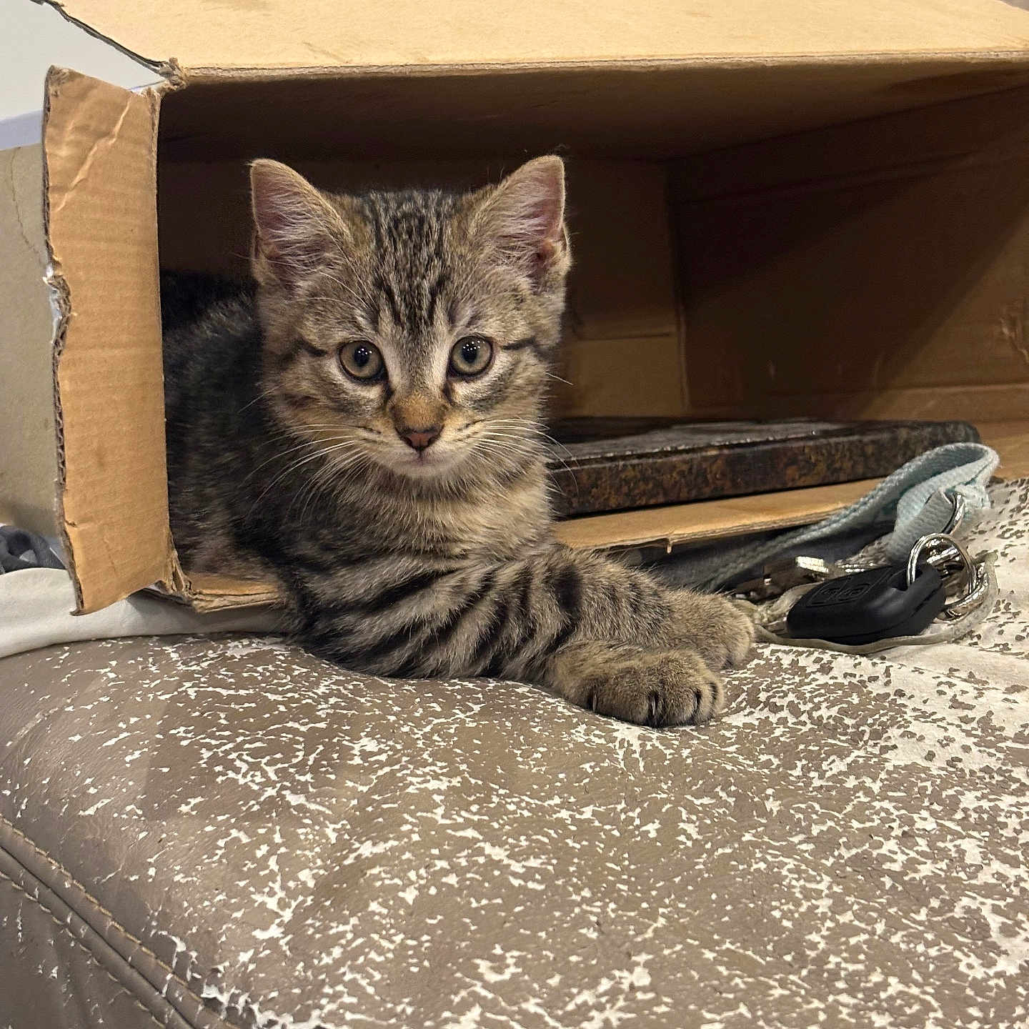 Aïko participe au concours pour gagner de l'argent avec cette photo : animal, cardboard_box, cat, closeup, curious, cute, ears, feline, home, indoor, keys, kitten, looking_at_camera, paws, pet, resting, tabby, texture, whiskers, young_cat