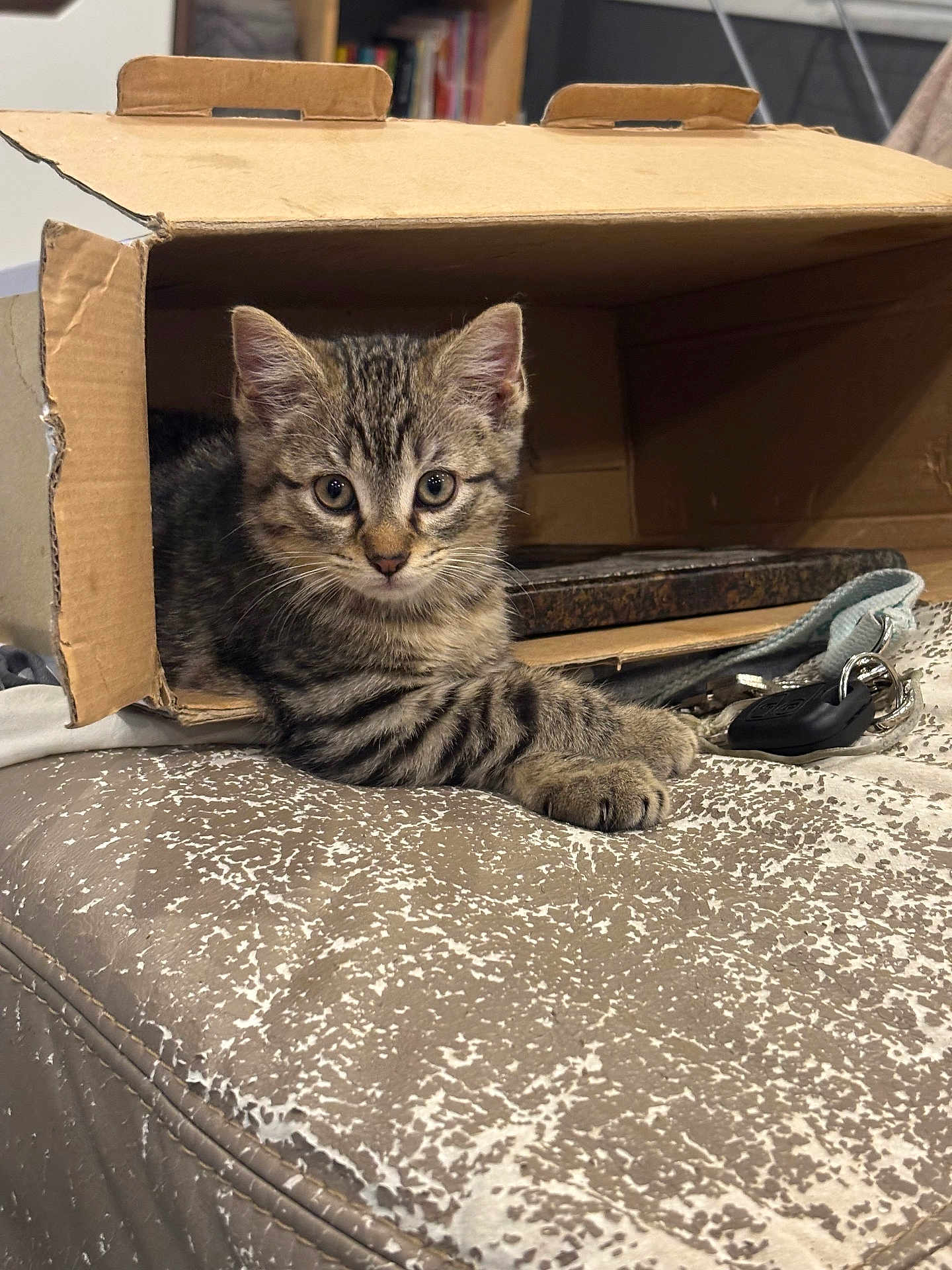 Aïko participe au concours pour gagner de l'argent avec cette photo : kitten, cat, tabby, cardboard_box, keys, indoor, pet, cute, animal, feline, curious, young_cat, whiskers, ears, paws, resting, closeup, looking_at_camera, texture, home