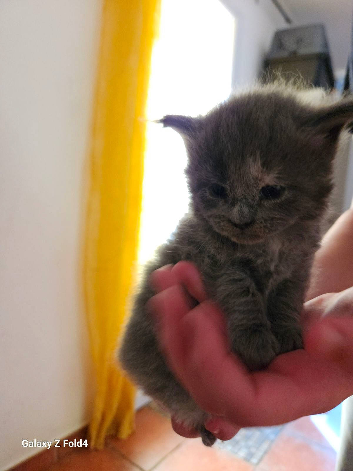 Ouija participe au concours pour gagner de l'argent avec cette photo : carnivore, cat, cat_supply, claw, comfort, domestic_short_haired_cat, fawn, felidae, finger, fur, gesture, hand, nail, small_to_medium_sized_cats, snout, whiskers, window