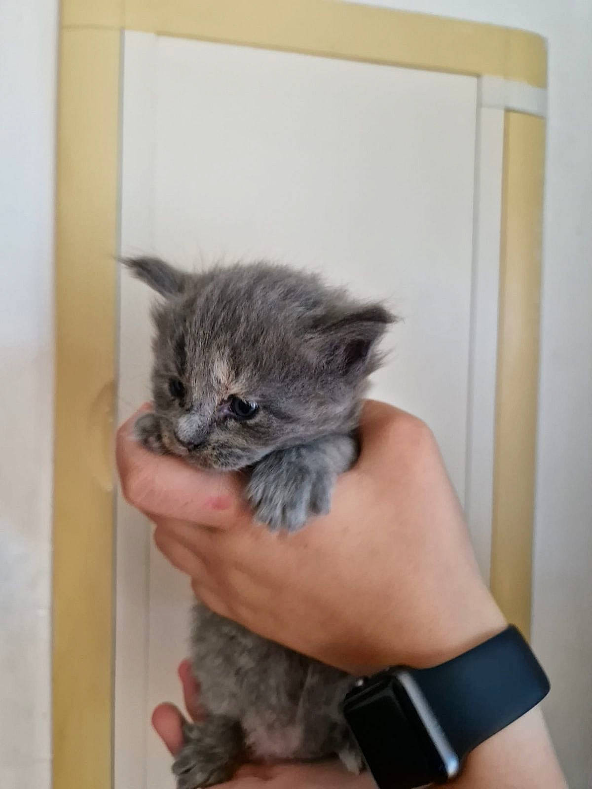 Ouija participe au concours pour gagner de l'argent avec cette photo : carnivore, cat, claw, comfort, domestic_short_haired_cat, eye, fawn, felidae, finger, fur, gesture, grey, hand, head, nail, small_to_medium_sized_cats, snout, tail, terrestrial_animal, whiskers