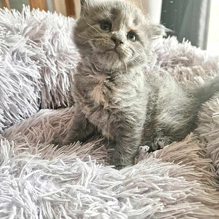 Ouija a rejoint le concours — aidez-le/la à gagner de superbes lots ! angora, animal, bear, bed, bedroom, blanket, cat, face, furniture, head, homedecor, indoors, kitten, manx, person, pet, photography, portrait, quilt, room