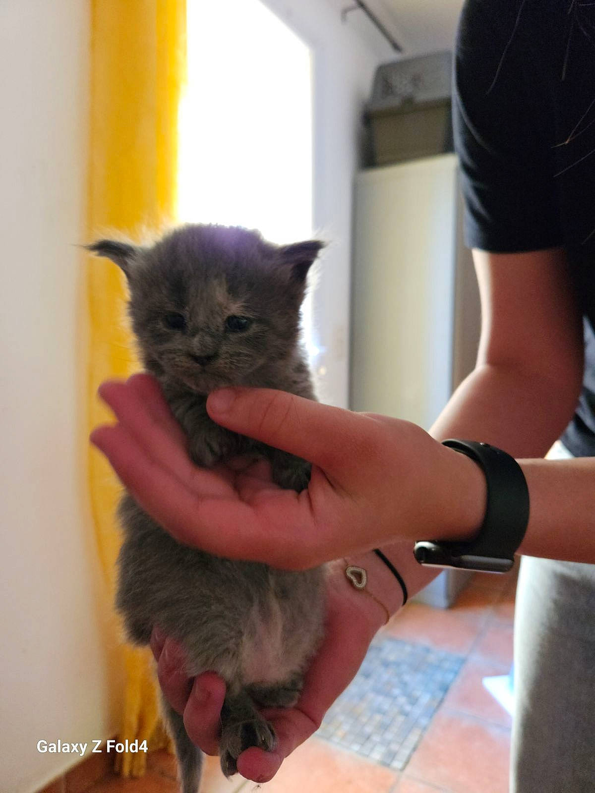 Ouija participe au concours pour gagner de l'argent avec cette photo : carnivore, cat, claw, clock, domestic_short_haired_cat, electric_blue, fawn, felidae, fur, gesture, nail, russian_blue, small_to_medium_sized_cats, watch, whiskers, wrist