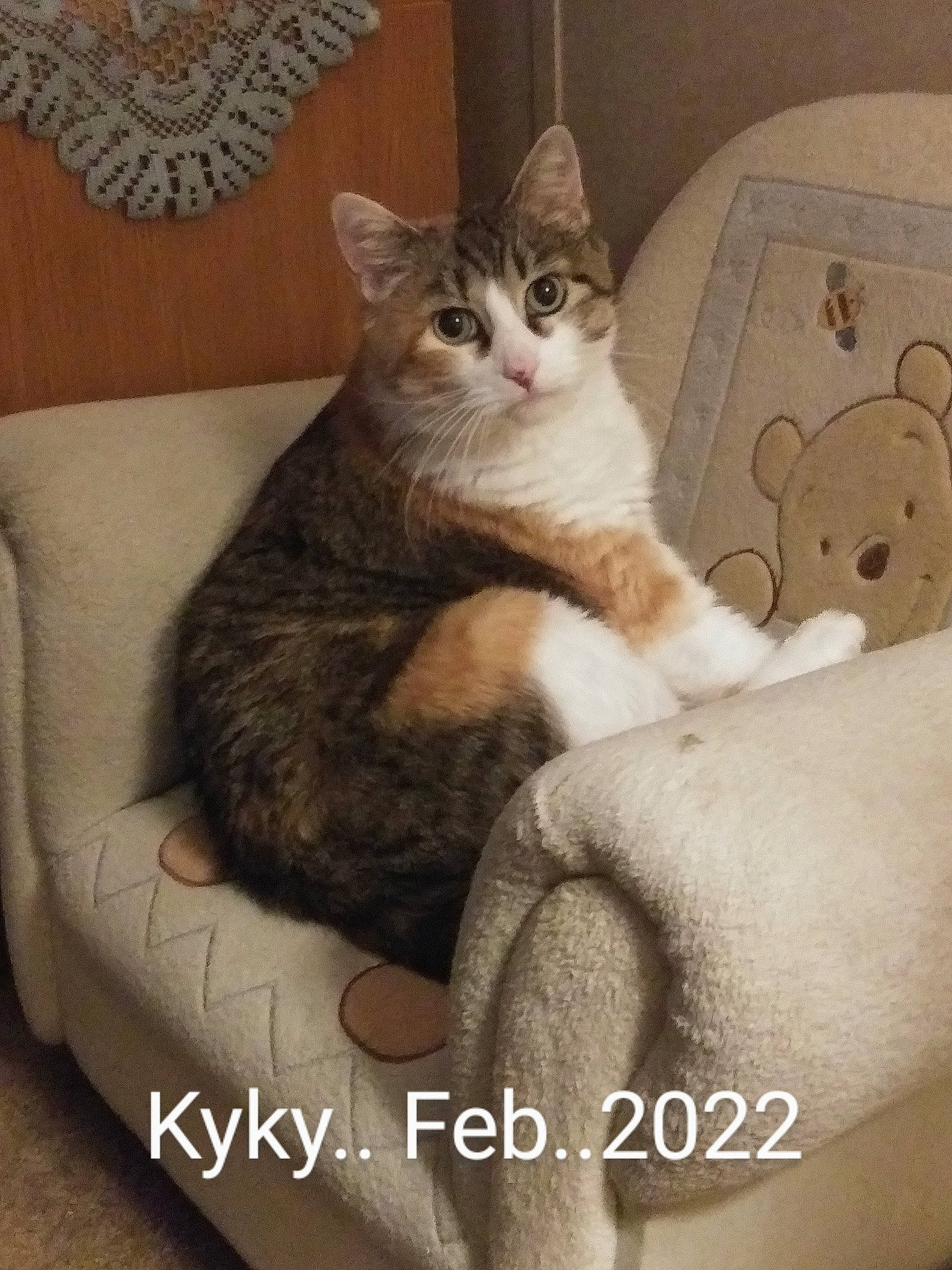 Kyky is registered to the contest to win money with this photo: box, carnivore, cat, cat_supply, claw, comfort, domestic_short_haired_cat, felidae, foot, fur, gesture, leg, linens, paw, sitting, small_to_medium_sized_cats, tail, whiskers