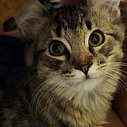 Cricket joined the competition — help win amazing prizes! cat, tabby, close_up, fur, whiskers, eyes, pet, animal, mammal, curious, indoor, face, portrait, feline, cute, domestic, looking, soft, friendly, young