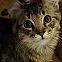 animal, cat, close_up, curious, cute, domestic, eyes, face, feline, friendly, fur, indoor, looking, mammal, pet, portrait, soft, tabby, whiskers, young