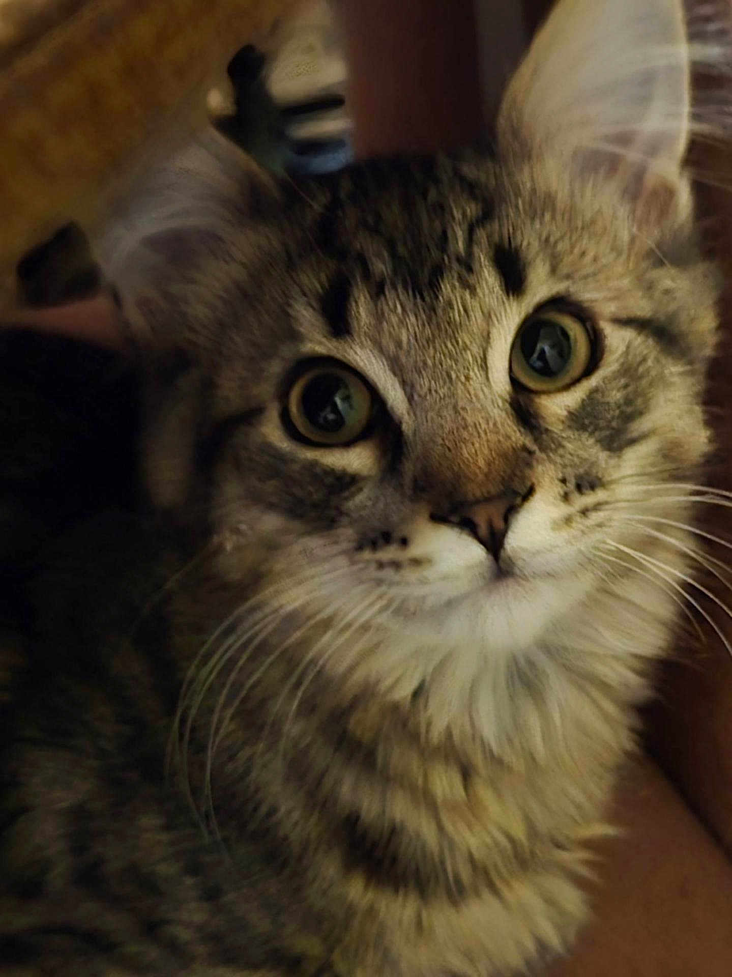 Cricket joined the competition — help win amazing prizes! cat, tabby, close_up, fur, whiskers, eyes, pet, animal, mammal, curious, indoor, face, portrait, feline, cute, domestic, looking, soft, friendly, young