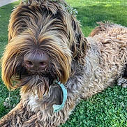 Pepper Saltzman joined the competition — help win amazing prizes! dog, curly_fur, flower_crown, grass, outdoor, pet, close_up, shaggy, nose, collar, greenery, animal, relaxed, cute, nature, summer, playful, friendly, adorable, portrait