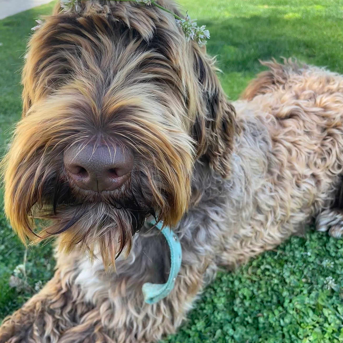 Pepper Saltzman joined the competition — help win amazing prizes! adorable, animal, close_up, collar, curly_fur, cute, dog, flower_crown, friendly, grass, greenery, nature, nose, outdoor, pet, playful, portrait, relaxed, shaggy, summer