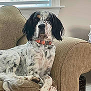 Rocket joined the competition — help win amazing prizes! dog, armchair, indoor, window, collar, pet, spotted, relaxed, furniture, domestic, cozy, animal, living_room, resting, cute, white, black, brown, ears, tail