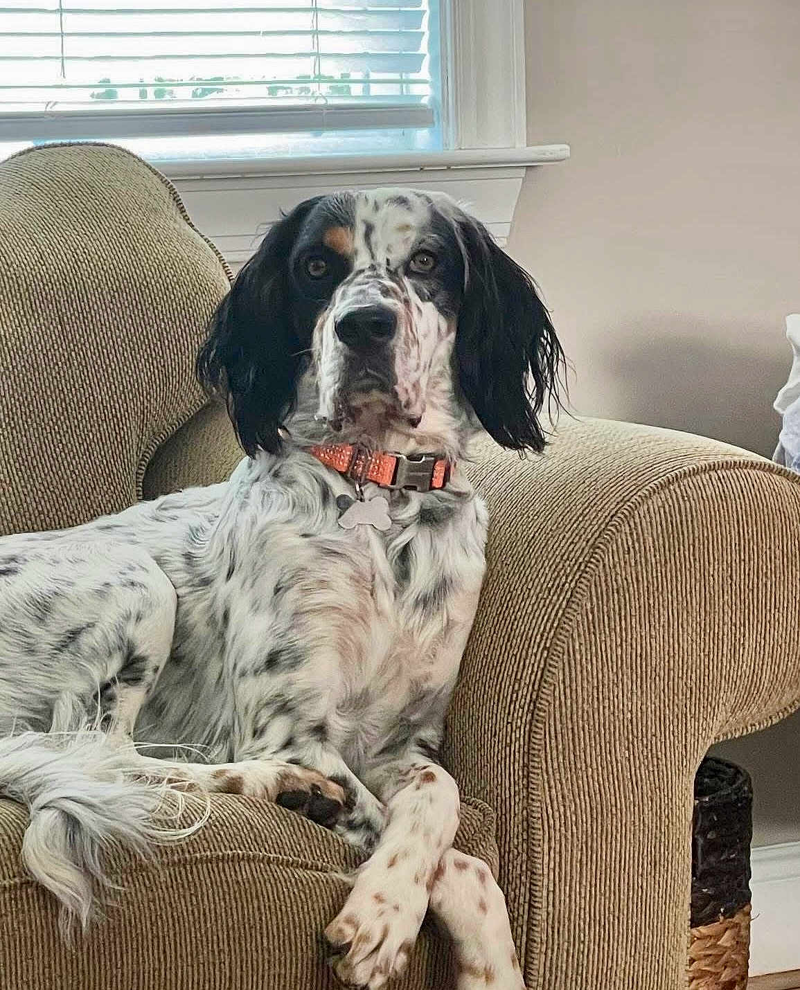 Rocket joined the competition — help win amazing prizes! dog, armchair, indoor, window, collar, pet, spotted, relaxed, furniture, domestic, cozy, animal, living_room, resting, cute, white, black, brown, ears, tail