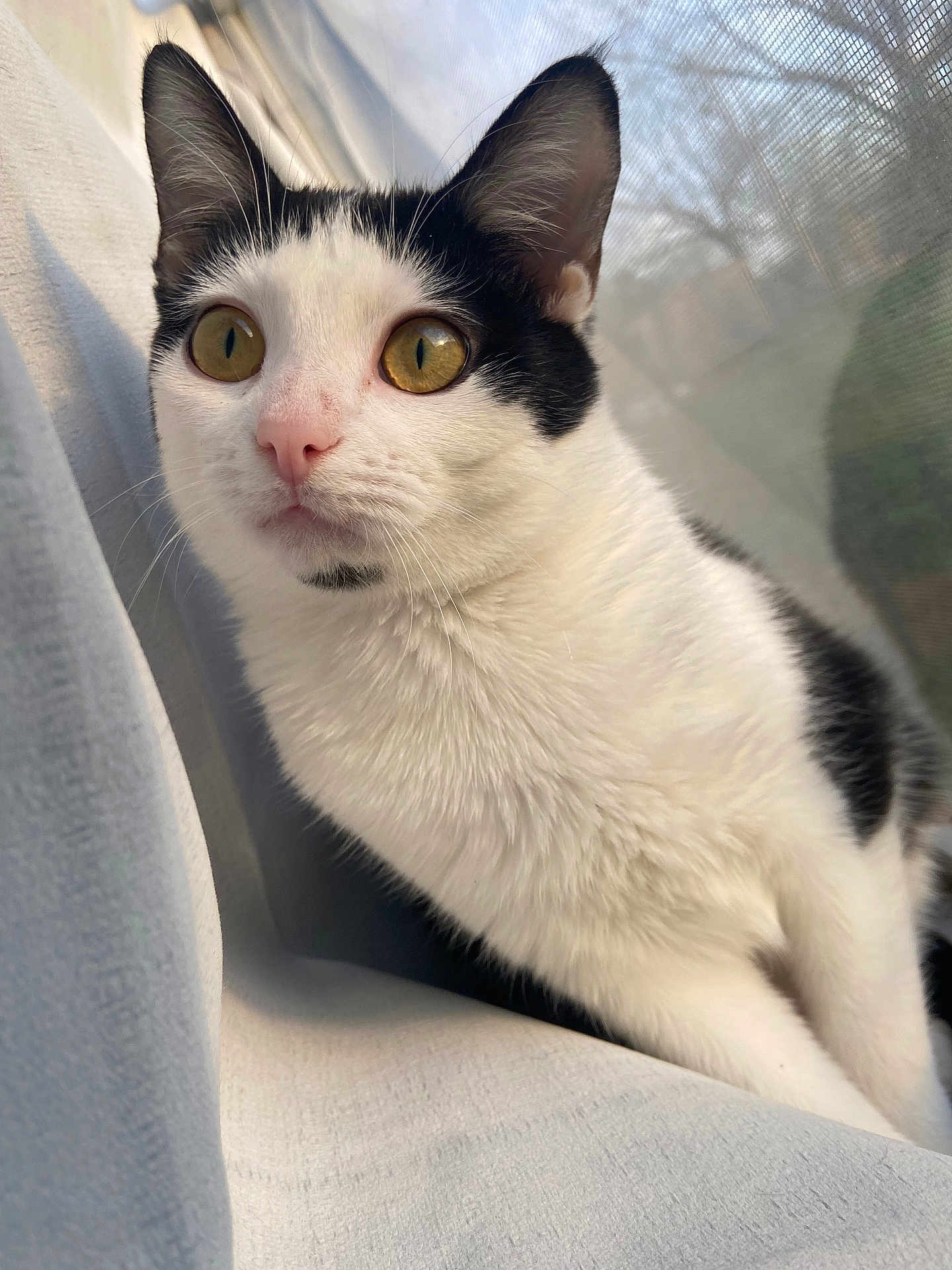 Kuromi joined the competition — help win amazing prizes! cat, feline, tuxedo_cat, close_up, portrait, whiskers, ears, indoor, window, curtain, screen_mesh, yellow_eyes, pink_nose, white_fur, black_fur, pet, curious, soft_light, cozy, sitting