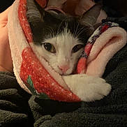 Kuromi joined the competition — help win amazing prizes! cat, kitten, blanket, cozy, black_and_white, fur, paw, face, eyes, whiskers, nose, closeup, portrait, indoor, hand, person, textile, snuggling, soft, patterned