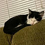 cat, tuxedo_cat, sleeping, couch, sofa, upholstery, blinds, window_blinds, indoor, pet, cozy, resting, nap, fur, whiskers, domestic_cat, living_room, furniture, curled_up, relaxed