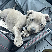 Milo joined the competition — help win amazing prizes! puppy, dog, car_interior, seat, seat_cover, keys, cup_holder, lip_balm, chapstick, resting, gray_dog, pet, canine, collar, relaxed, car_seat, black_fabric, red_stitching, indoor, close_up