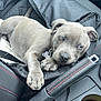 puppy, dog, car_interior, seat, seat_cover, keys, cup_holder, lip_balm, chapstick, resting, gray_dog, pet, canine, collar, relaxed, car_seat, black_fabric, red_stitching, indoor, close_up