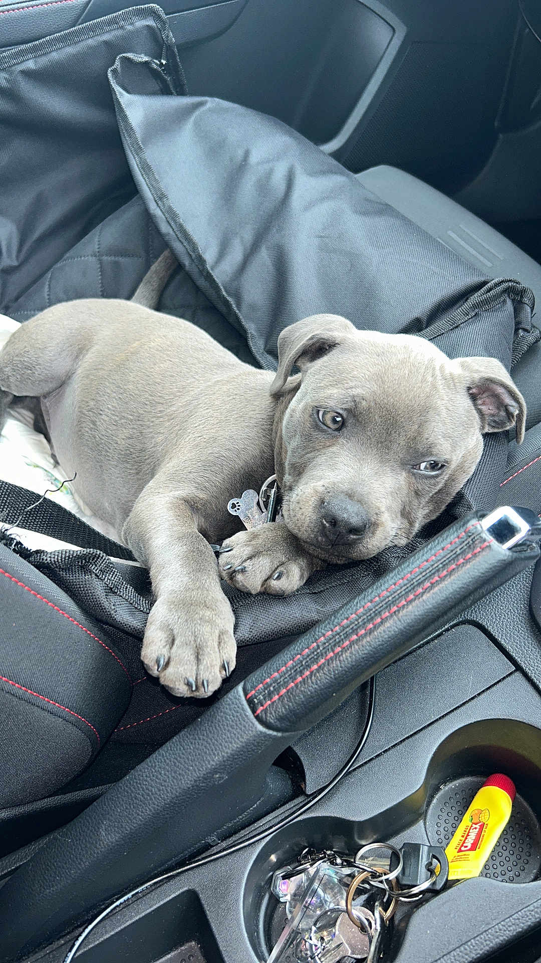 Milo joined the competition — help win amazing prizes! puppy, dog, car_interior, seat, seat_cover, keys, cup_holder, lip_balm, chapstick, resting, gray_dog, pet, canine, collar, relaxed, car_seat, black_fabric, red_stitching, indoor, close_up