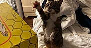 Aries is registered to the contest to win money with this photo: cat, tabby_cat, bed, blanket, nightstand, lamp, cup, bottle, wood_floor, pillow, furniture, indoor, reaching, playful, pet, domestic_animal, cozy, room, curtains, yellow_box