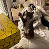 cat, tabby_cat, bed, blanket, nightstand, lamp, cup, bottle, wood_floor, pillow, furniture, indoor, reaching, playful, pet, domestic_animal, cozy, room, curtains, yellow_box