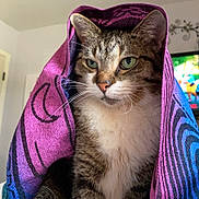 Aries is registered to the contest to win money with this photo: cat, tabby, animal, pet, indoor, cloth, purple, blue, fur, whiskers, ears, eyes, face, sitting, blanket, cozy, domestic, cute, portrait, feline
