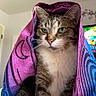 cat, tabby, animal, pet, indoor, cloth, purple, blue, fur, whiskers, ears, eyes, face, sitting, blanket, cozy, domestic, cute, portrait, feline