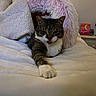 Aries joined the competition — help win amazing prizes! cat, tabby, white_paws, bed, blanket, plush, pink, stretching, tongue_out, cozy, indoor, feline, fur, paw, relaxed, cute, animal, pet, resting, comfortable