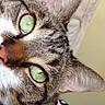 Aries is registered to the contest to win money with this photo: cat, tabby, green_eyes, close_up, pet, animal, fur, whiskers, indoor, curious, face, ears, sleeping_area, blanket, pattern, nose, portrait, feline, cute, domestic