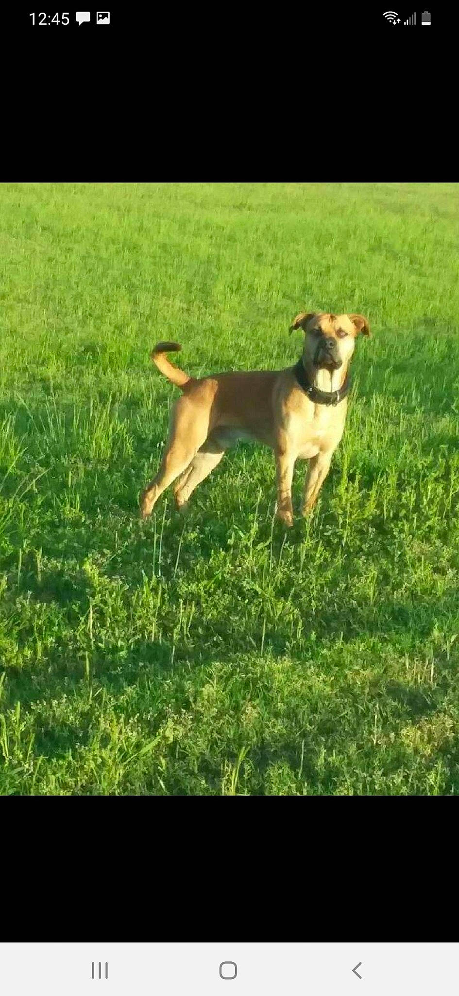 Hercules is registered to the contest to win money with this photo: carnivore, chair, companion_dog, dog, dog_breed, fawn, field, grass, grass_family, grassland, landscape, lawn, meadow, pasture, plant, prairie, snout, tail, terrestrial_animal, working_animal