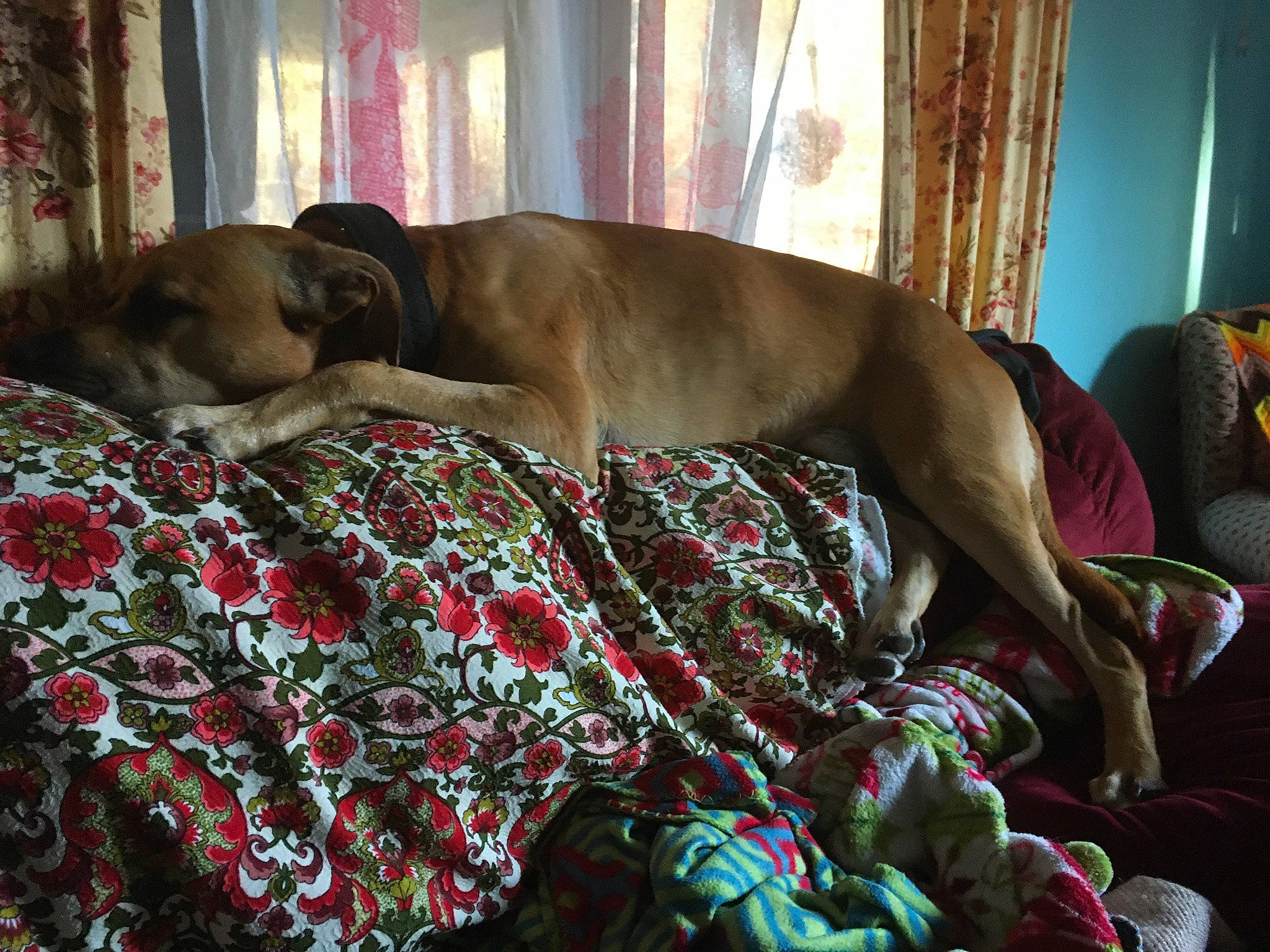 Hercules joined the competition — help win amazing prizes! bedding, canidae, carnivore, comfort, companion_dog, couch, curtain, dog, dog_breed, fawn, fur, guard_dog, linens, liver, nap, non_sporting_group, pattern, room, sporting_group, working_animal