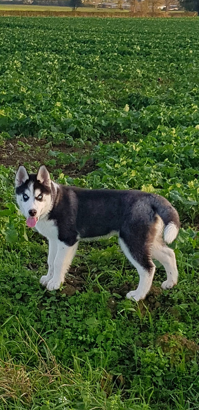 Taïko participe au concours pour gagner de l'argent avec cette photo : ancient_dog_breeds, canidae, carnivore, collar, companion_dog, dog, dog_breed, dog_collar, fashion_accessory, grass, groundcover, non_sporting_group, plant, snout, sporting_group, tail, terrestrial_animal, tree, working_animal, working_dog