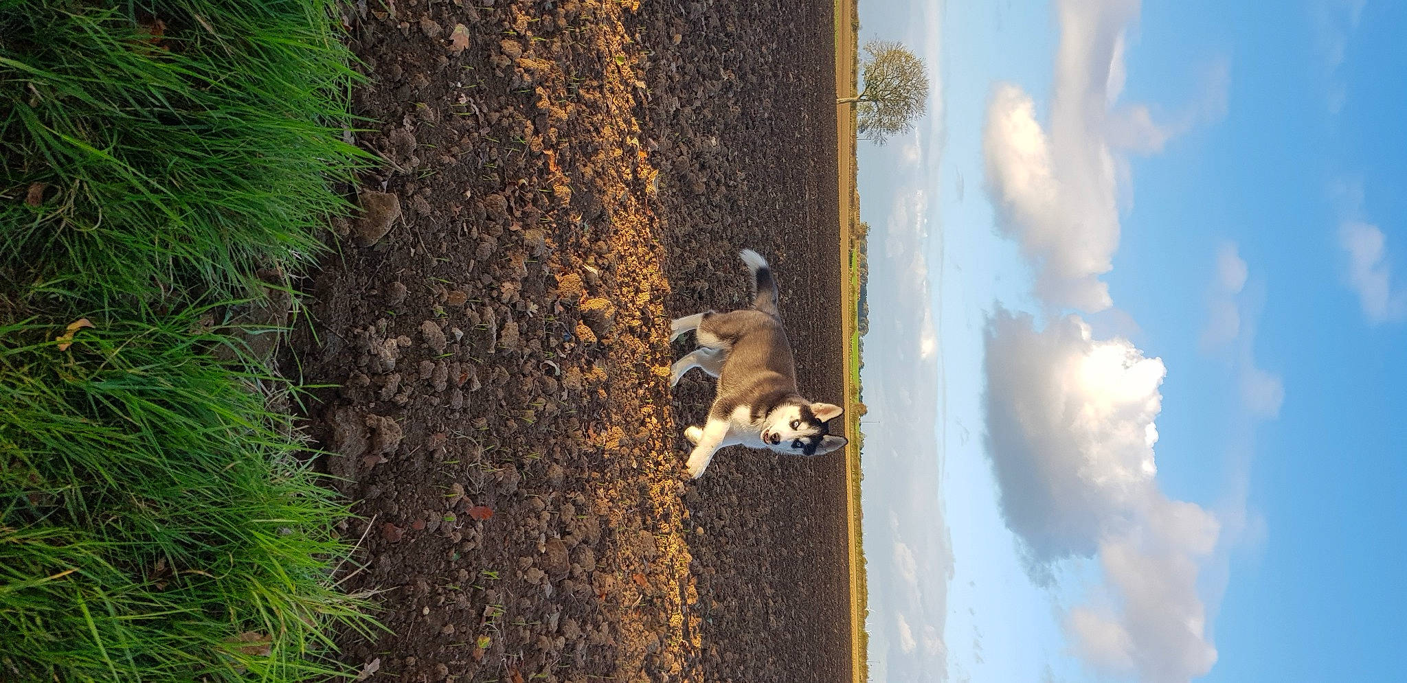 Taïko participe au concours pour gagner de l'argent avec cette photo : carnivore, cloud, cumulus, fawn, grass, groundcover, landscape, plant, reflection, shadow, shrub, sky, soil, sporting_group, sunlight, terrestrial_plant, tints_and_shades, tree, trunk, wood