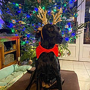 Ada a rejoint le concours — aidez-le/la à gagner de superbes lots ! animal, architecture, building, canine, computerhardware, couch, dog, electronics, food, furniture, hardware, indoors, lighting, livingroom, monitor, pet, plant, room, screen, tree