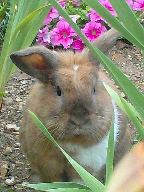 Panpan