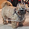 Poopy participe au concours pour gagner de l'argent avec cette photo : dog, indoor, tile_floor, raincoat, transparent, pet, fur, small_dog, curly_fur, hooded_coat, bicycle, wheel, floor, furniture, domestic, animal, companion, cute, standing, household
