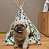 dog, indoor, teepee, wooden_floor, pet, playful, tongue_out, small_dog, leaf_pattern, fabric, cabinets, decor, flooring, cute, animal, home, puppy, furniture, cozy, brown