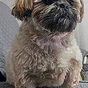 Poopy a rejoint le concours — aidez-le/la à gagner de superbes lots ! dog, small_dog, fluffy, pet, indoor, cute, sitting, portrait, beard, fur, animal, companion, quilt, texture, looking_away, domestic, cute_pet, canine, furry, indoor_light