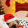 Poopy a rejoint le concours — aidez-le/la à gagner de superbes lots ! dog, santa_hat, christmas_pajamas, bed, pillow, teddy_bear, holiday_lights, christmas_stocking, christmas_tree, cozy, festive, cute, pet, sleepy, indoor, soft_lighting, holiday_decor, relaxed, small_dog, plush_toy