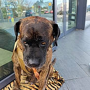 Cerbère a rejoint le concours — aidez-le/la à gagner de superbes lots ! animal, black, blanket, brindle, brown, calm, canine, dog, glass_door, harness, leash, outdoor, pavement, pet, quiet, reflection, sidewalk, tiger_stripe, treat, waiting