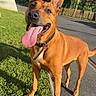 Dyva participe au concours pour gagner de l'argent avec cette photo : animal, brown_dog, canine, collar, daylight, dog, ears_up, fence, grass, happy, nature, outdoor, pet, playful, road, sidewalk, standing, sunlight, tongue_out, trees
