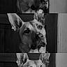 animal, black_and_white, canine, closeup, companion, curious, dog, door, ears, expression, face, furry, head_tilt, indoors, monochrome, pet, portrait, serious, three_frames, wooden_background