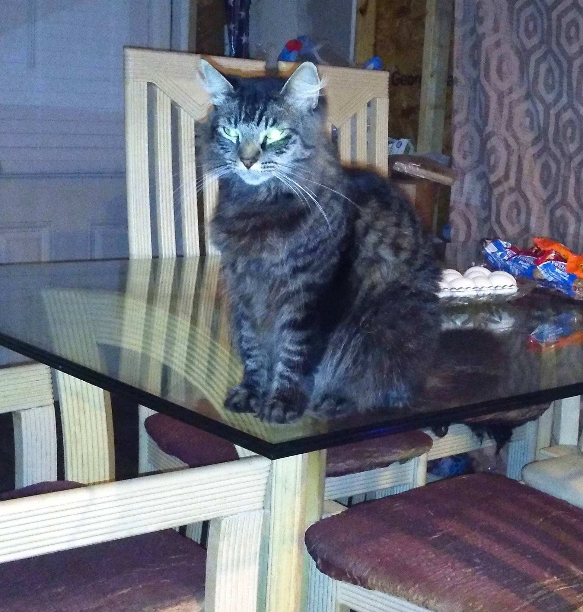 Nala joined the competition — help win amazing prizes! american_shorthair, asian, carnivore, cat, domestic_short_haired_cat, european_shorthair, felidae, maine_coon, polydactyl_cat, siberian, small_to_medium_sized_cats, tabby_cat, whiskers