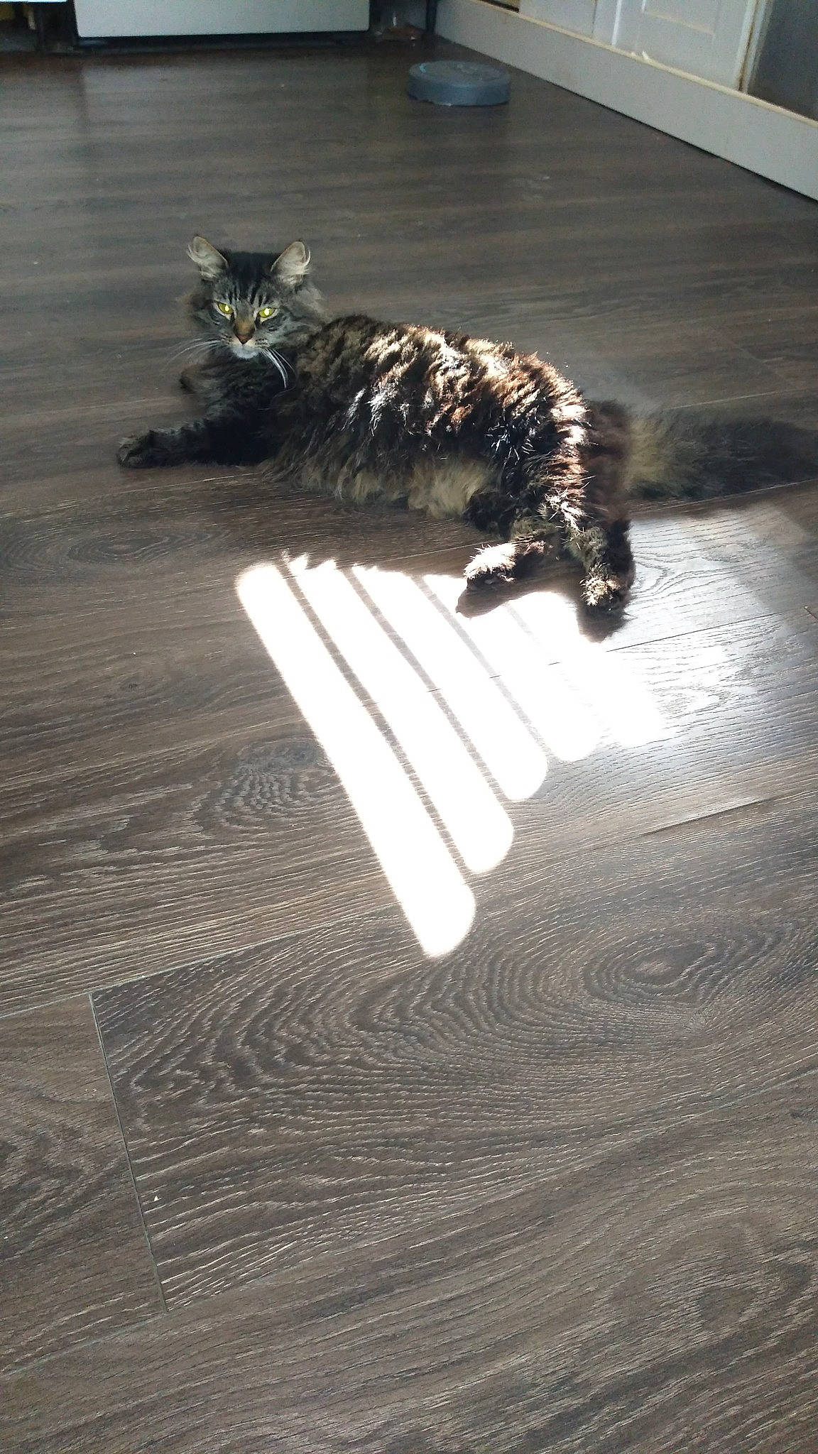 Nala is registered to the contest to win money with this photo: cat, floor, flooring, hardwood, laminate_flooring, tail, wood, wood_flooring