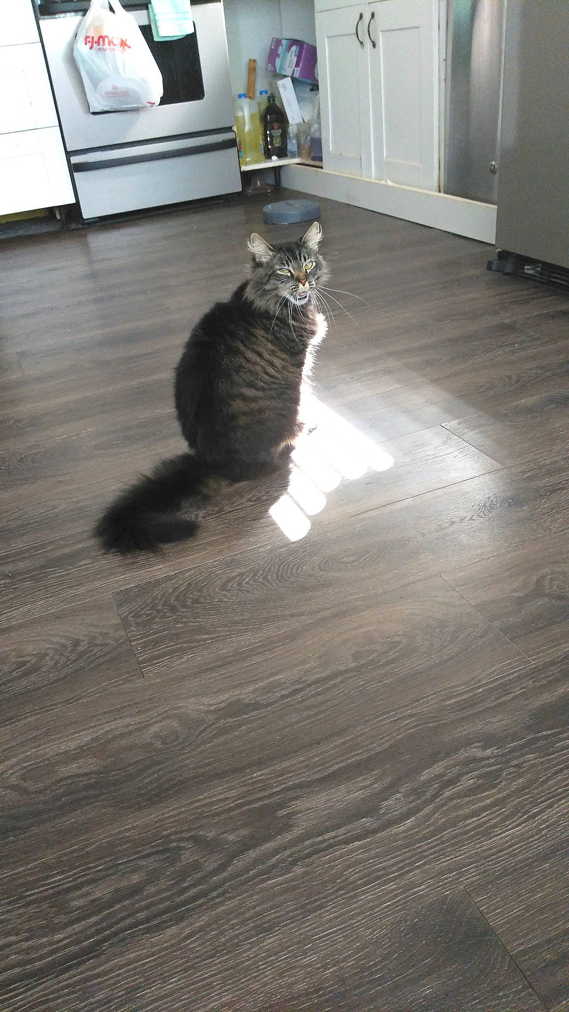 Nala joined the competition — help win amazing prizes! brown, carnivore, cat, domestic_short_haired_cat, european_shorthair, fawn, felidae, floor, flooring, fur, hardwood, laminate_flooring, pattern, small_to_medium_sized_cats, tail, tile, whiskers, wood, wood_flooring, wood_stain