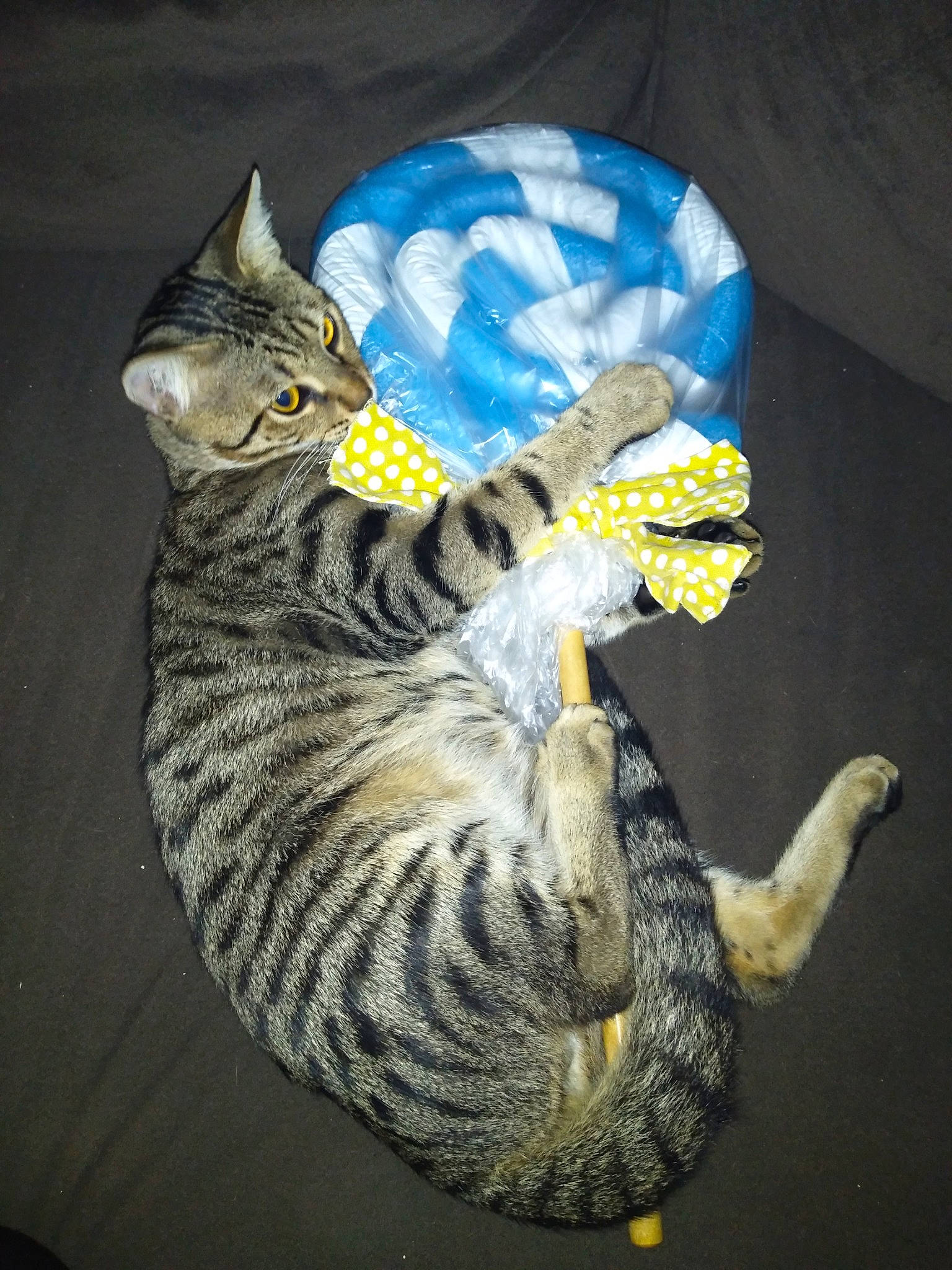 Leo is registered to the contest to win money with this photo: american_bobtail, american_shorthair, asian, california_spangled, carnivore, cat, domestic_short_haired_cat, dragon_li, egyptian_mau, european_shorthair, felidae, ocicat, pixie_bob, savannah, small_to_medium_sized_cats, tabby_cat, tail, toyger, whiskers, yellow