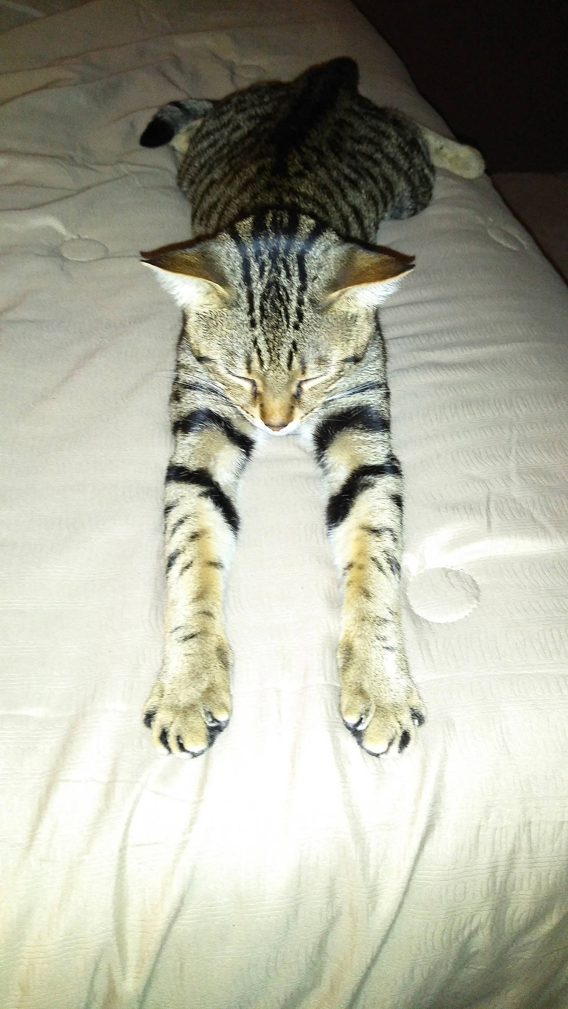 Leo joined the competition — help win amazing prizes! asian, bengal, california_spangled, carnivore, cat, domestic_short_haired_cat, dragon_li, egyptian_mau, european_shorthair, felidae, fur, kitten, ocicat, pixie_bob, small_to_medium_sized_cats, sokoke, tabby_cat, tail, toyger, whiskers