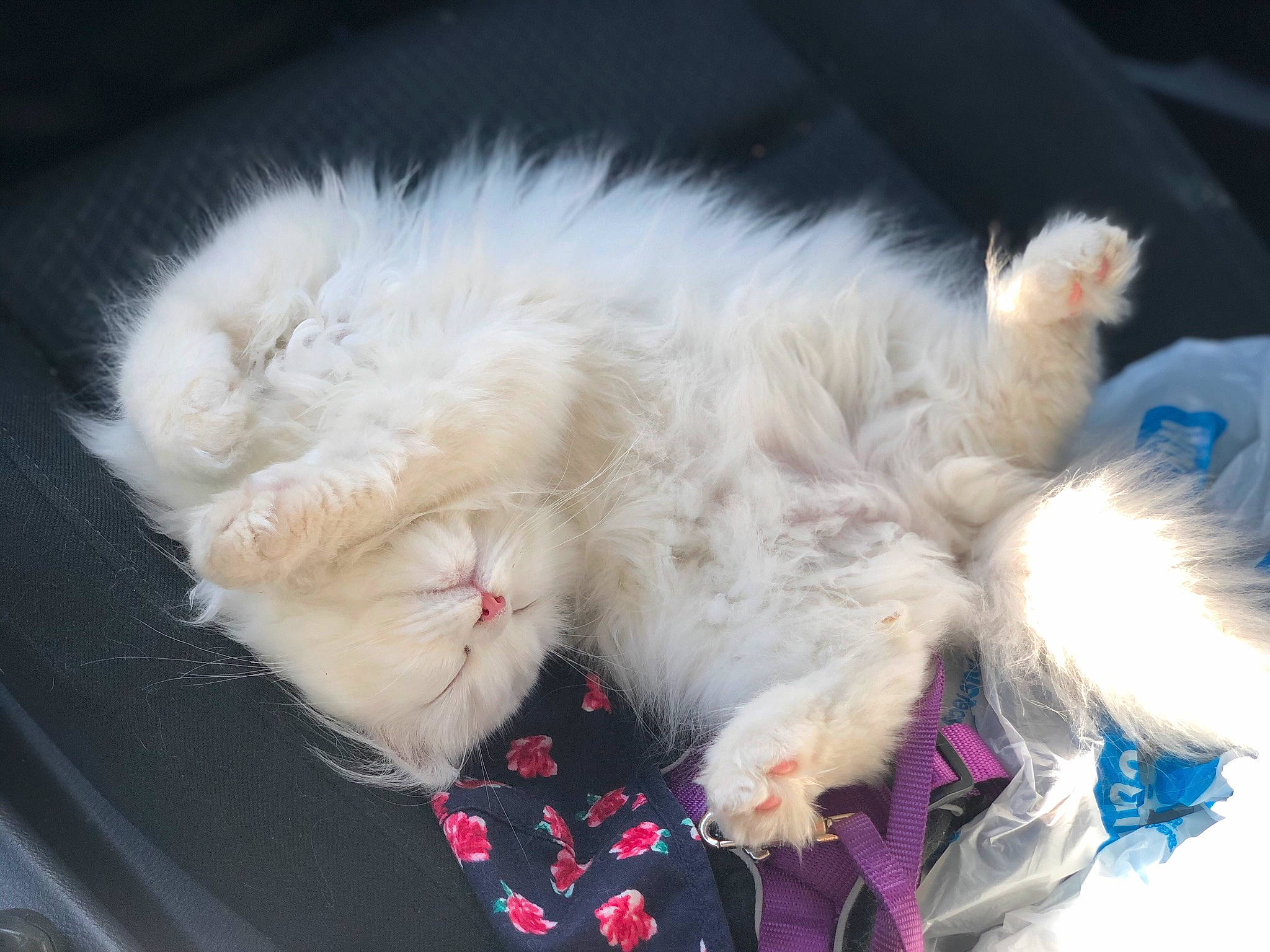 Penelope joined the competition — help win amazing prizes! carnivore, cat, felidae, fur, paw, persian, small_to_medium_sized_cats, whiskers