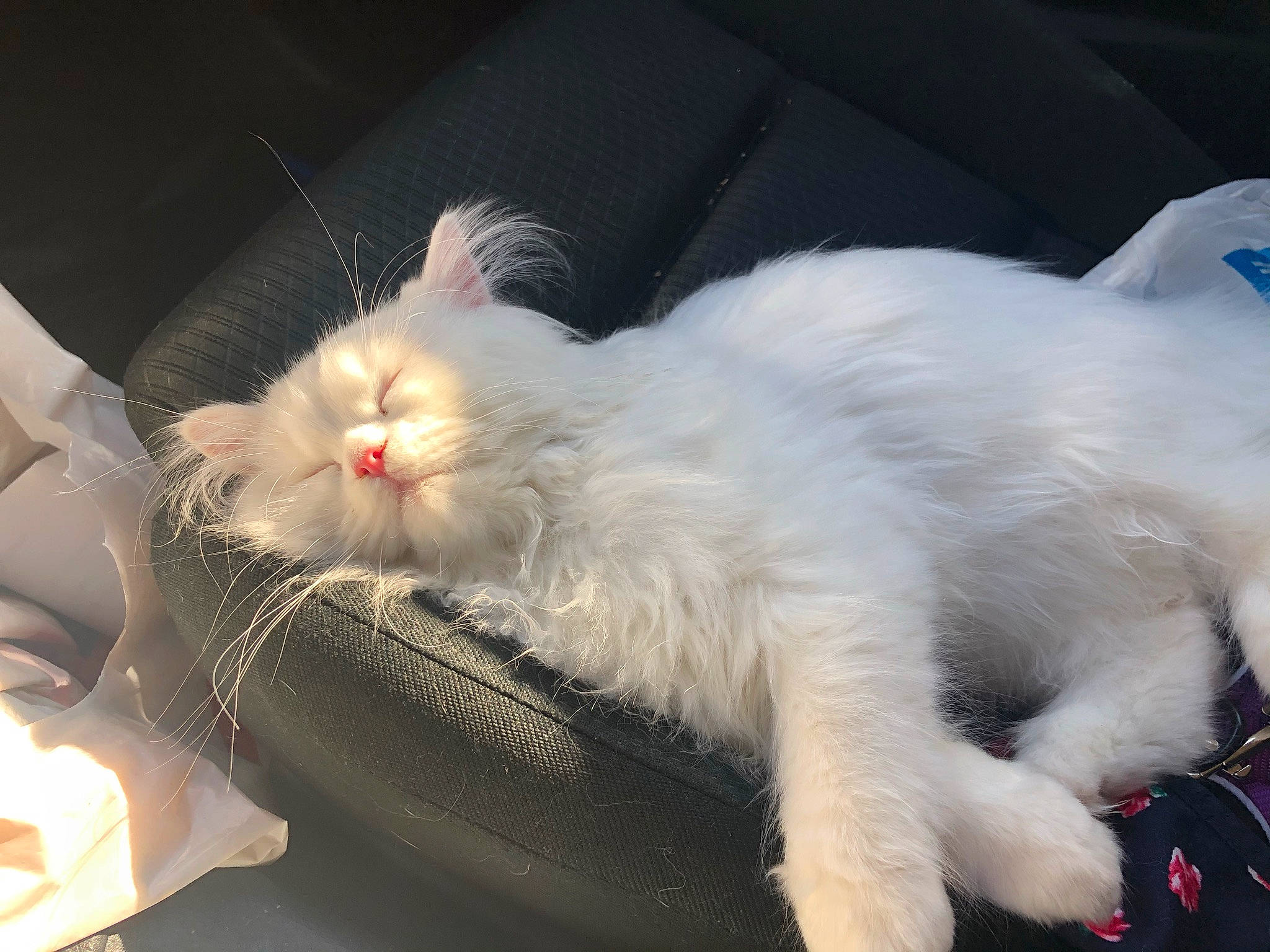 Penelope is registered to the contest to win money with this photo: carnivore, cat, domestic_long_haired_cat, felidae, fur, small_to_medium_sized_cats, snout, vertebrate, whiskers